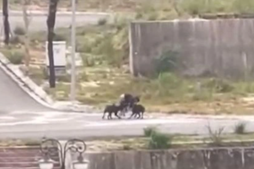 Vụ nam sinh bị chó cắn trọng thương: Phạt chủ chó 1,5 triệu đồng - 1 Vụ nam sinh bị chó cắn trọng thương: Phạt chủ chó 1,5 triệu đồng - 1