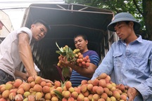 Tư thương Trung Quốc lùng mua vải thiều, dân Bắc Giang thu tiền tỉ