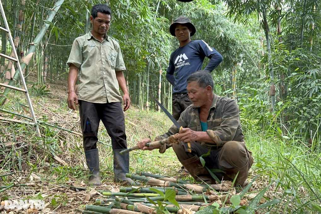 Trồng thứ cây trăm đốt, lão nông cao nguyên hốt bạc tỷ mỗi tháng - 7 Trồng thứ cây trăm đốt, lão nông cao nguyên hốt bạc tỷ mỗi tháng - 7