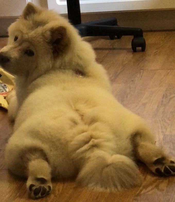 Loạt hình chứng minh cún chow chow mới cái đồ đáng yêu nhất quả đất, ai nhìn cũng muốn lao vào nựng một cái - Ảnh 5. Loạt hình chứng minh cún chow chow mới cái đồ đáng yêu nhất quả đất, ai nhìn cũng muốn lao vào nựng một cái - Ảnh 5.
