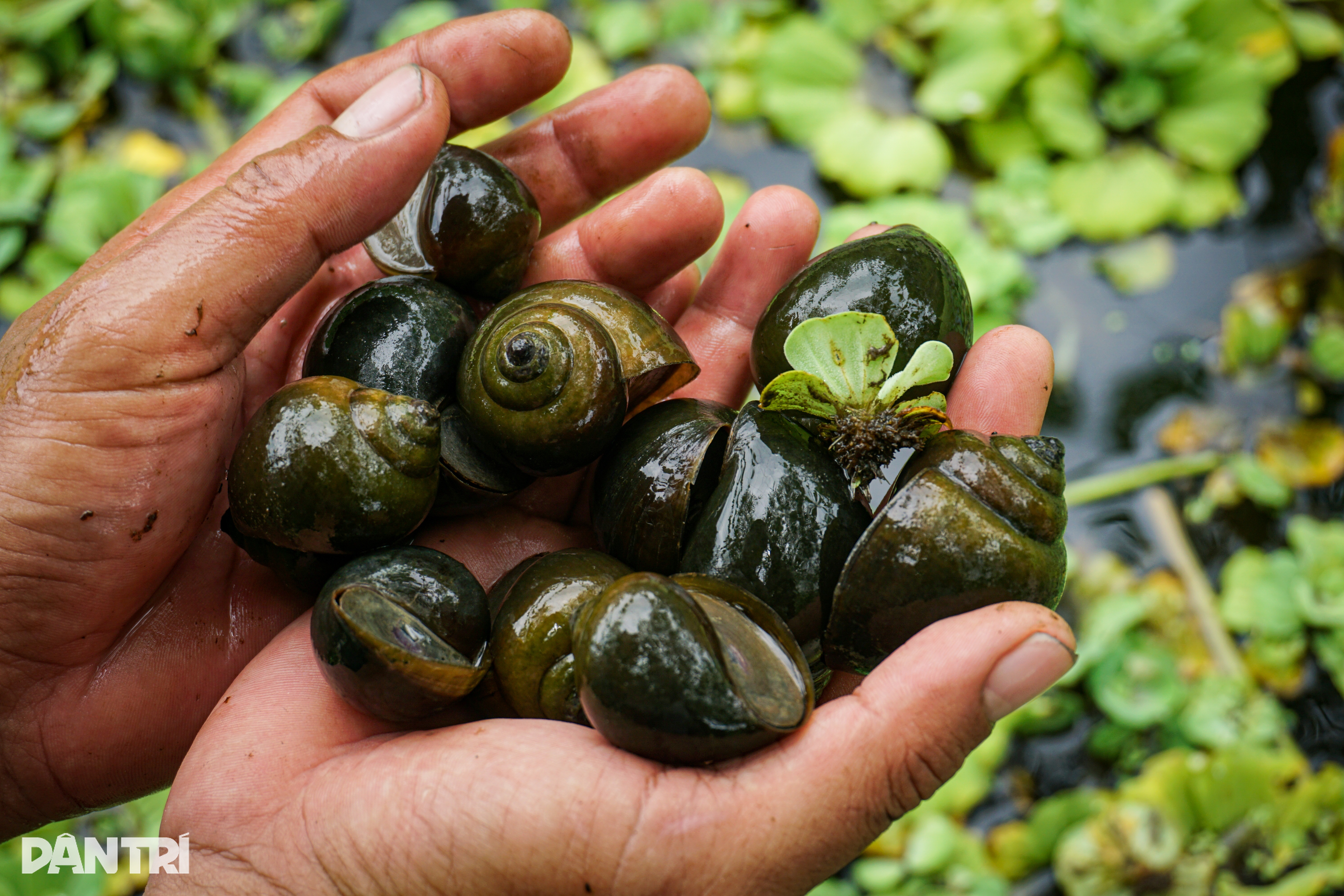 Throwing a whole amount of gold into the pond, initially criticized, later everyone loved it - 3 Ném cả lượng vàng xuống ao, ban đầu bị chê, sau ai cũng mê tít - 3