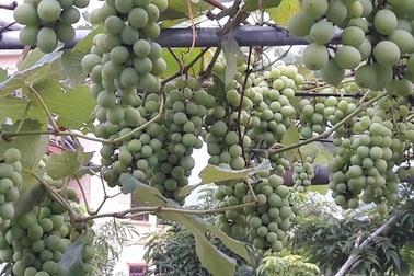 “Vườn nho bê tông” trĩu quả: Trồng 5 gốc nho thu 200kg/ vụ