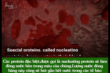 Loài ếch có khả năng đóng băng và rã đông cơ thể để sinh tồn