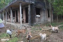 Dự án nhà máy thành chuồng dê, hàng chục hecta đất bị bỏ hoang suốt 20 năm