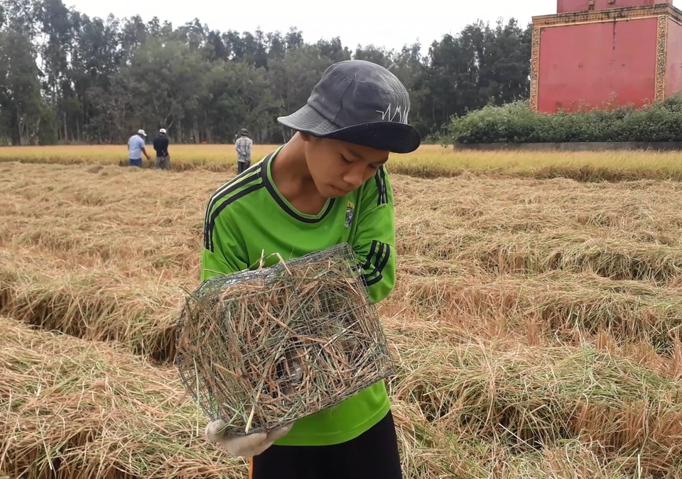 Cà Mau: Nhộn nhịp cảnh bắt chuột đồng trước thềm năm ông Tý - 9 Cà Mau: Nhộn nhịp cảnh bắt chuột đồng trước thềm năm ông Tý - 9