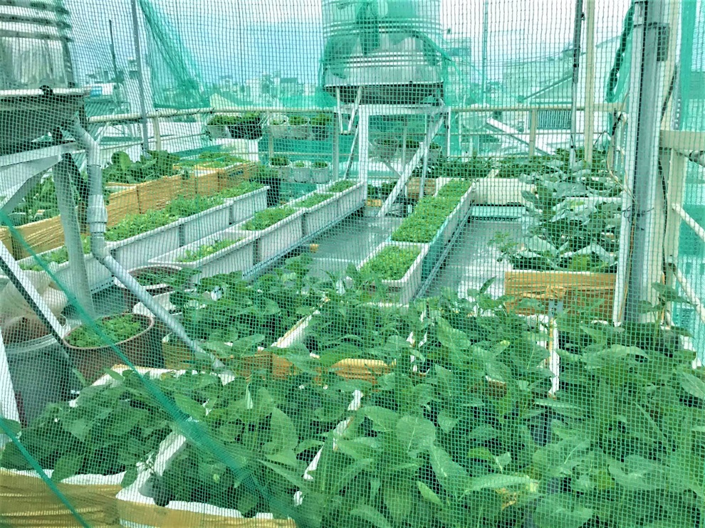 Vườn xanh mướt trên sân thượng giúp truyền cảm hứng... viết trăm bài thơ - 2