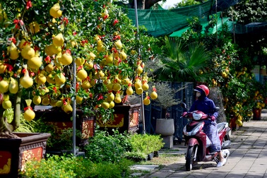 Bưởi Diễn cảnh "đổ bộ" vào TP.HCM, giá lên đến 20 triệu đồng/cây