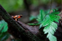 Tại sao động vật có độc không chết vì độc tố của chính chúng?