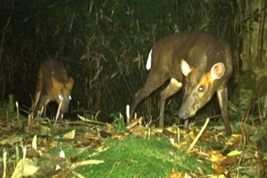 Hàng chục loài động vật quý hiếm lộ diện qua bẫy ảnh