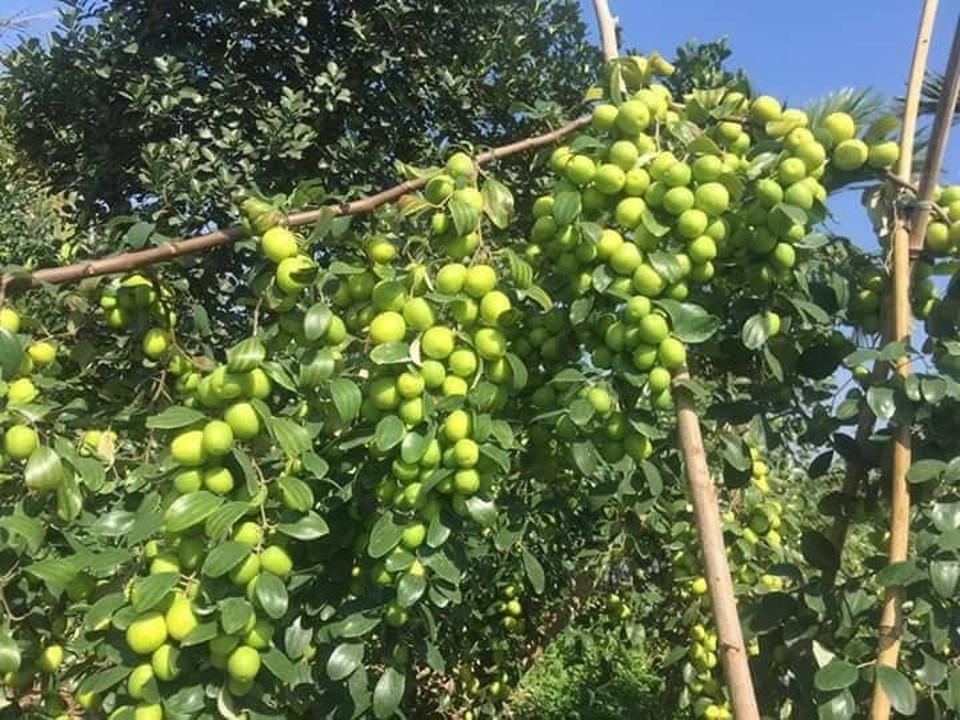 Đồ Sơn: Biến táo dại thành táo lai, quả sai như nho, thu 60 tỷ đồng/năm - 2 Đồ Sơn: Biến táo dại thành táo lai, quả sai như nho, thu 60 tỷ đồng/năm - 2