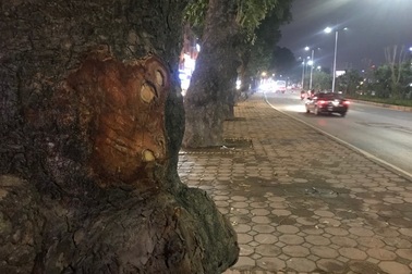 Hà Nội: Những vết khoét lạ trên thân hàng xà cừ cổ thụ