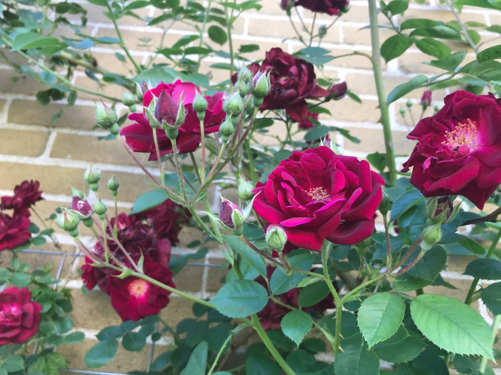 Vườn 600m2 yên bình, bội thu bầu, mướp của gia đình Việt Nam ở Canada - 11 Vườn 600m2 yên bình, bội thu bầu, mướp của gia đình Việt Nam ở Canada - 11