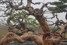 Cây ổi dáng "long cuốn thủy" giá gần 100 triệu đồng có gì đặc biệt?