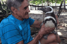 Chim cánh cụt vượt biển về thăm ân nhân và chú sếu không rời người cứu mình