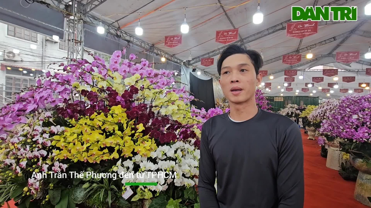 Độc đáo lan hồ điệp trồng trong chậu khảm trai