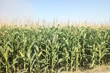VN tiếp tục chứng nhận an toàn sinh học cho ngô biến đổi gen