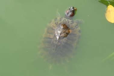 Cần kiểm tra Rùa tai đỏ ở Hồ Gươm