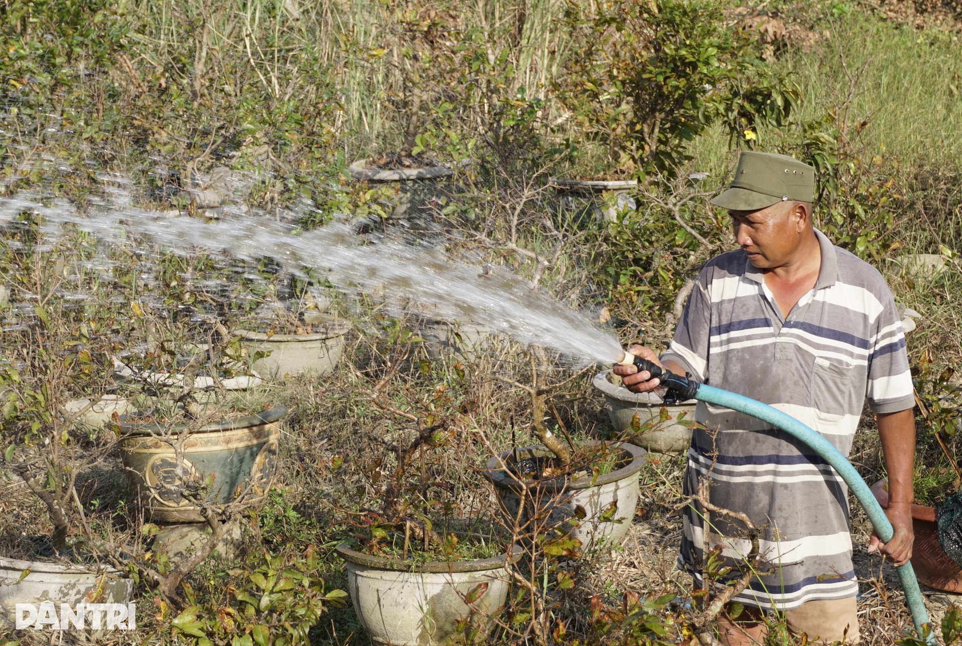 Những ánh mắt buồn ở thủ phủ mai Tết lớn nhất miền Trung sau bão Kalmaegi - 9 Những ánh mắt buồn ở thủ phủ mai Tết lớn nhất miền Trung sau bão Kalmaegi - 9