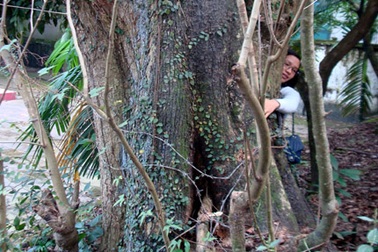 Sững sờ trước 2 “cụ” cây được định giá 150 tỷ đồng! 