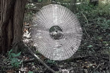 Choáng với mạng nhện khổng lồ đủ giăng bắt người trong khu rừng Mỹ