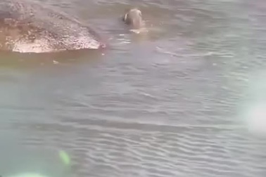 Hà mã con đã tự mình bơi được ngay sau khi chào đời