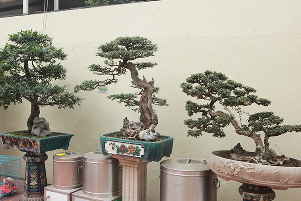 Cây sanh có thế lạ cực kỳ hiếm, đại gia trả 2,6 tỷ đồng không chịu bán - 14 Cây sanh có thế lạ cực kỳ hiếm, đại gia trả 2,6 tỷ đồng không chịu bán - 14
