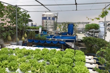 Vườn trồng rau, nuôi cá tươi sống trên sân thượng ở TPHCM
