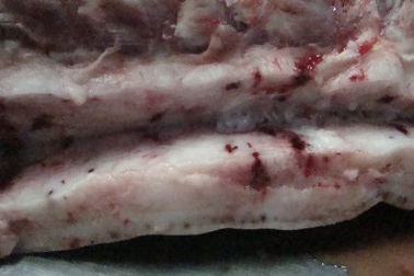 Hơn 150 kg thịt heo thối suýt lọt vào Sài Gòn