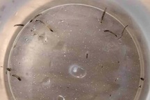 Bé gái liên tục nôn ra dòi khiến bác sĩ bối rối tìm nguyên nhân