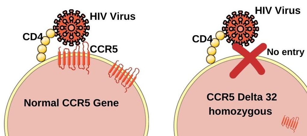 Giải mã gen chống HIV: Dấu vết di truyền 9.000 năm từ vùng Biển Đen - 1 Giải mã gen chống HIV: Dấu vết di truyền 9.000 năm từ vùng Biển Đen - 1