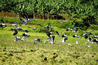 Bảo vệ nghiêm ngặt các loài chim hoang dã, di cư mùa đông