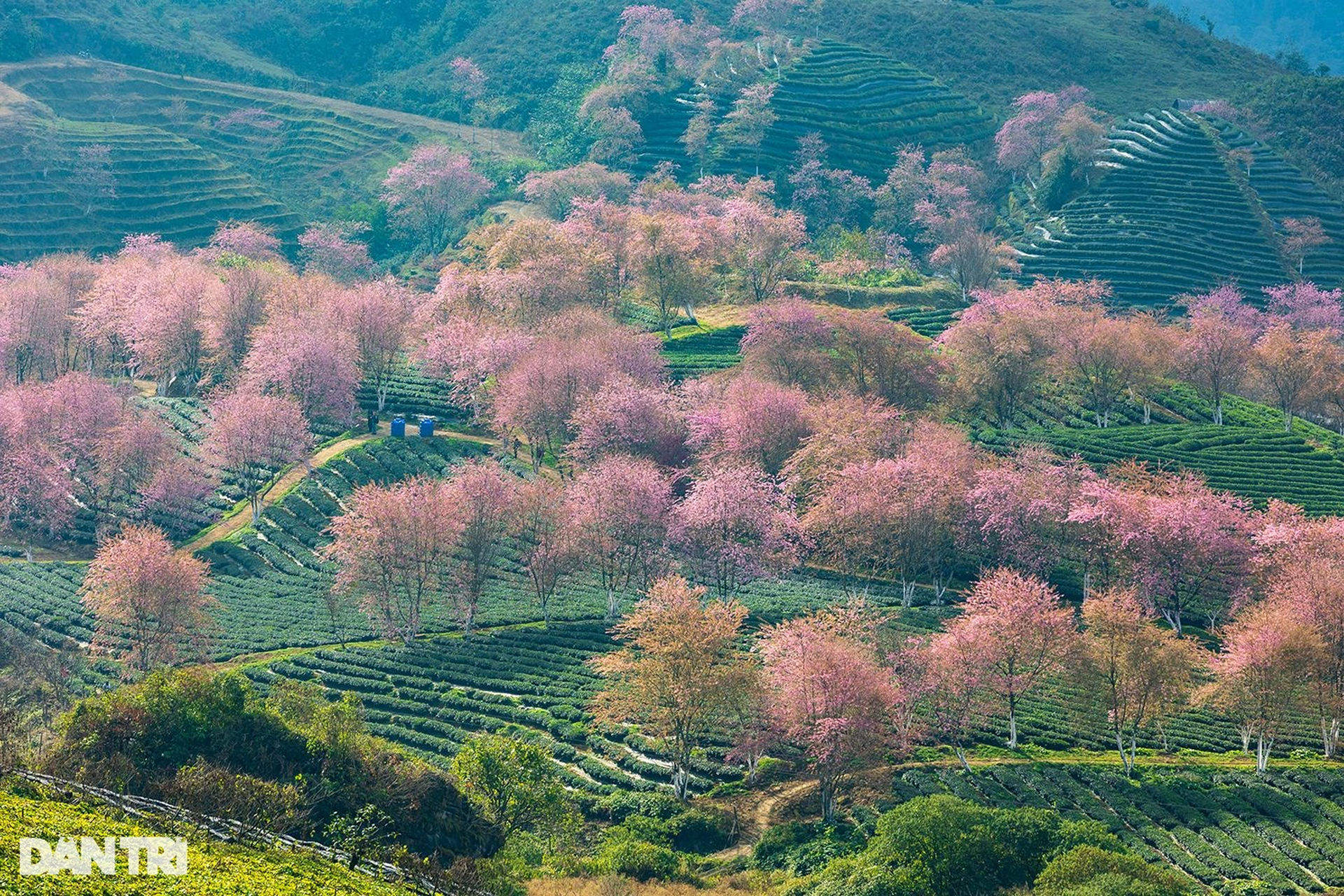 Mai anh đào khoe sắc hồng rực rỡ giữa đồi chè xanh Sa Pa - 3 Mai anh đào khoe sắc hồng rực rỡ giữa đồi chè xanh Sa Pa - 3