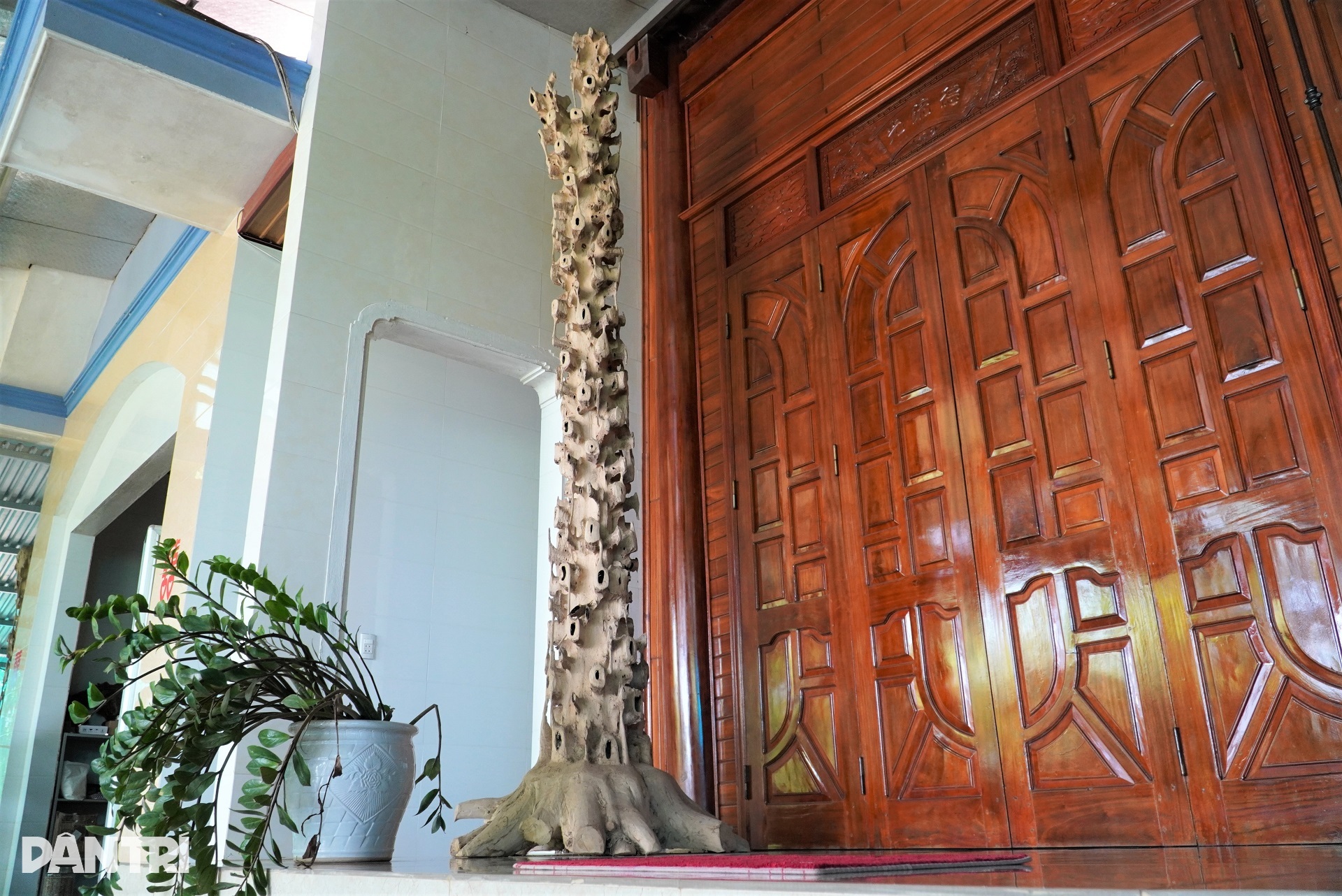 लोग अपनी ज़िंदगी बदलते हैं, कारें खरीदते हैं, सुंदर घर बनाते हैं, यह सब एक ऐसे पौधे की बदौलत होता है जो मीठी खुशबू देता है - 13 Dân đổi đời, mua xế hộp, xây nhà đẹp nhờ loại cây tỏa ra mùi thơm dịu - 13