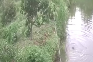 Nghẹt thở cảnh cậu bé 13 rơi xuống hồ cá, suýt chết đuối