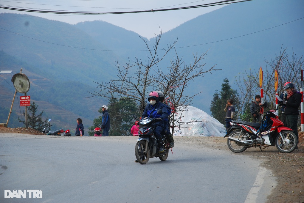 Đào rừng Sa Pa ùn ùn xuống phố - 1 Đào rừng Sa Pa ùn ùn xuống phố - 1