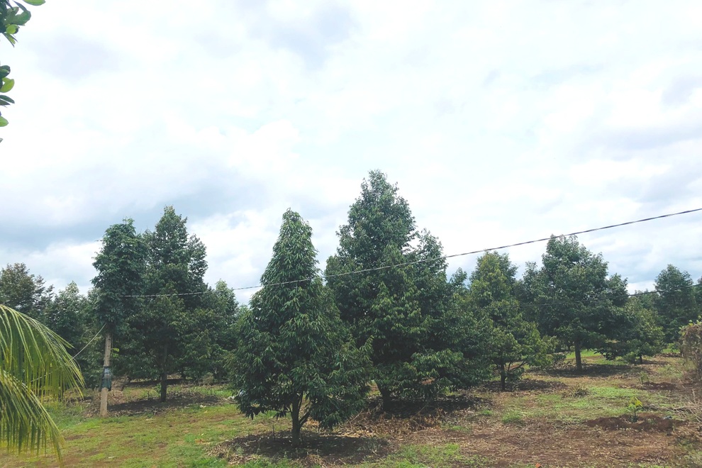 Xen canh trồng cà phê và cây ăn quả, lão nông Gia Lai kiếm tiền tỷ mỗi năm - 2 Xen canh trồng cà phê và cây ăn quả, lão nông Gia Lai kiếm tiền tỷ mỗi năm - 2