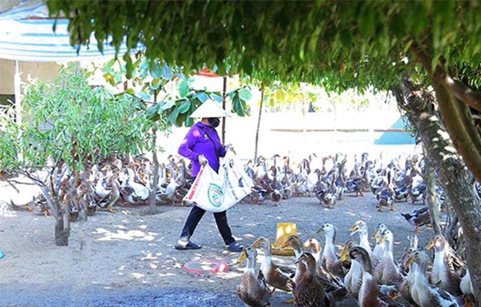 Sau khởi đầu đầy hứng khởi, nông dân Hà Tĩnh quyết chơi lớn với vịt biển - 1 Sau khởi đầu đầy hứng khởi, nông dân Hà Tĩnh quyết chơi lớn với vịt biển - 1