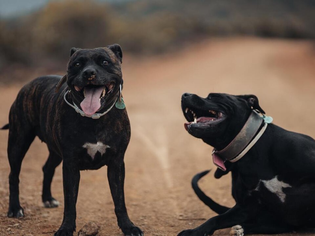 Mỹ, Ấn Độ, Nam Phi: Chó pit bull tấn công, gây nguy hiểm cho trẻ nhỏ - 1 Mỹ, Ấn Độ, Nam Phi: Chó pit bull tấn công, gây nguy hiểm cho trẻ nhỏ - 1