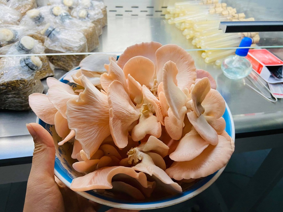 Cô gái Đồng Tháp bỏ phố về quê trồng nấm, thu chục triệu đồng mỗi tháng - 2 Cô gái Đồng Tháp bỏ phố về quê trồng nấm, thu chục triệu đồng mỗi tháng - 2