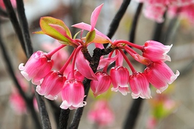 Hoa đào chuông lưu giữ sắc xuân trên đỉnh Bà Nà