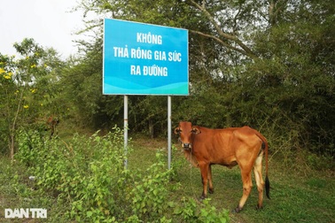 Cận cảnh dự án 500 triệu USD thành... nơi chăn bò