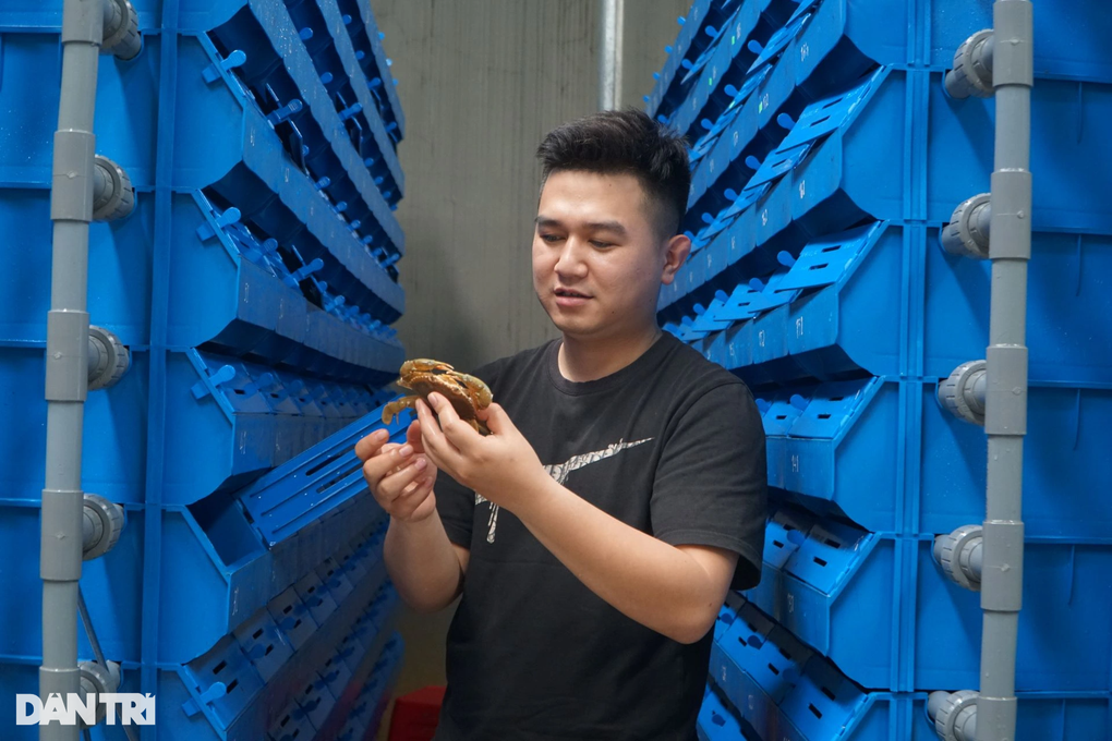 Đưa nước biển lên núi nuôi cua độc thân, kiếm 50 triệu đồng/tháng - 1 Đưa nước biển lên núi nuôi cua độc thân, kiếm 50 triệu đồng/tháng - 1