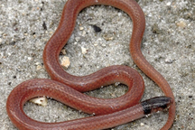 Rắn nằm trong nhóm nguy cơ tuyệt chủng, chết thảm vì nuốt rết độc khổng lồ