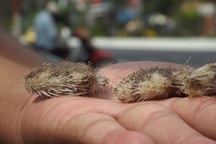 Cầu gai cát xuất hiện bất thường trên biển Nha Trang