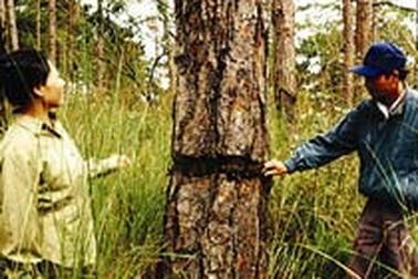 Thông Đà Lạt đang chết dần vì lão hóa