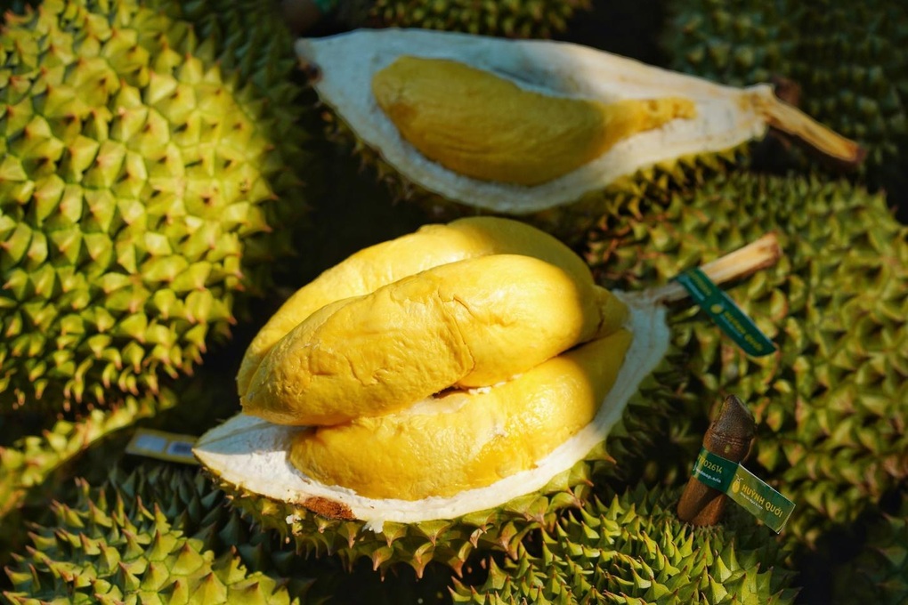 Nhà vườn Huỳnh Quới và hành trình tìm kiếm sự ngon, lành trong từng trái sầu riêng - 2 Nhà vườn Huỳnh Quới và hành trình tìm kiếm sự ngon, lành trong từng trái sầu riêng - 2