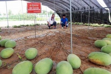 Cây dưa hấu lập kỷ lục thế giới về số lượng quả cho một mùa vụ