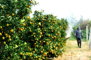 Làng quất Hội An nhộn nhịp vào mùa Tết