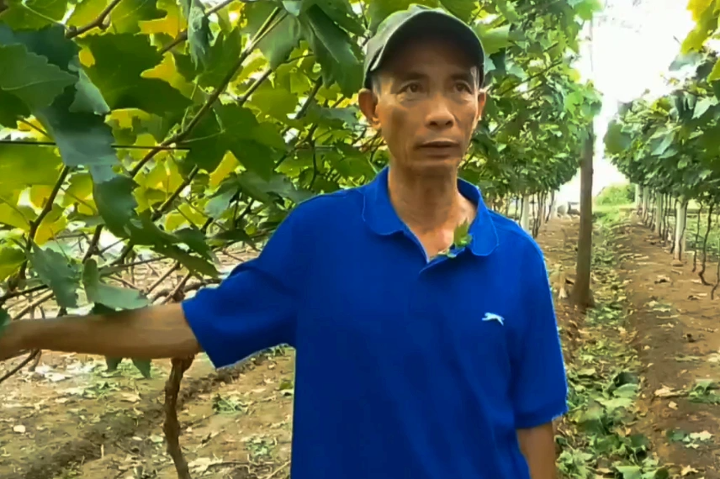 Thử nghiệm trồng nho ngoại, ông thợ gặt nhận kết quả bất ngờ - 2 Thử nghiệm trồng nho ngoại, ông thợ gặt nhận kết quả bất ngờ - 2