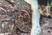 Con trăn 9m bụng phình to, siết chặt người phụ nữ rồi nuốt chửng nạn nhân